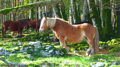 caballo en la Selva de Irati